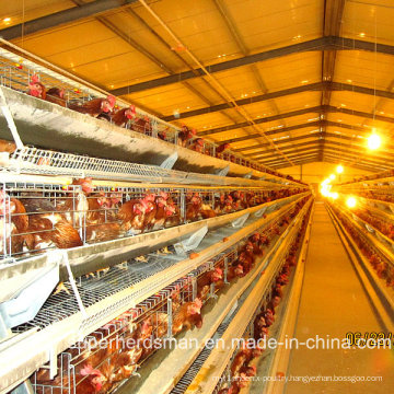 Automatic Layer Chicken Farm Equipment with SGS Certification